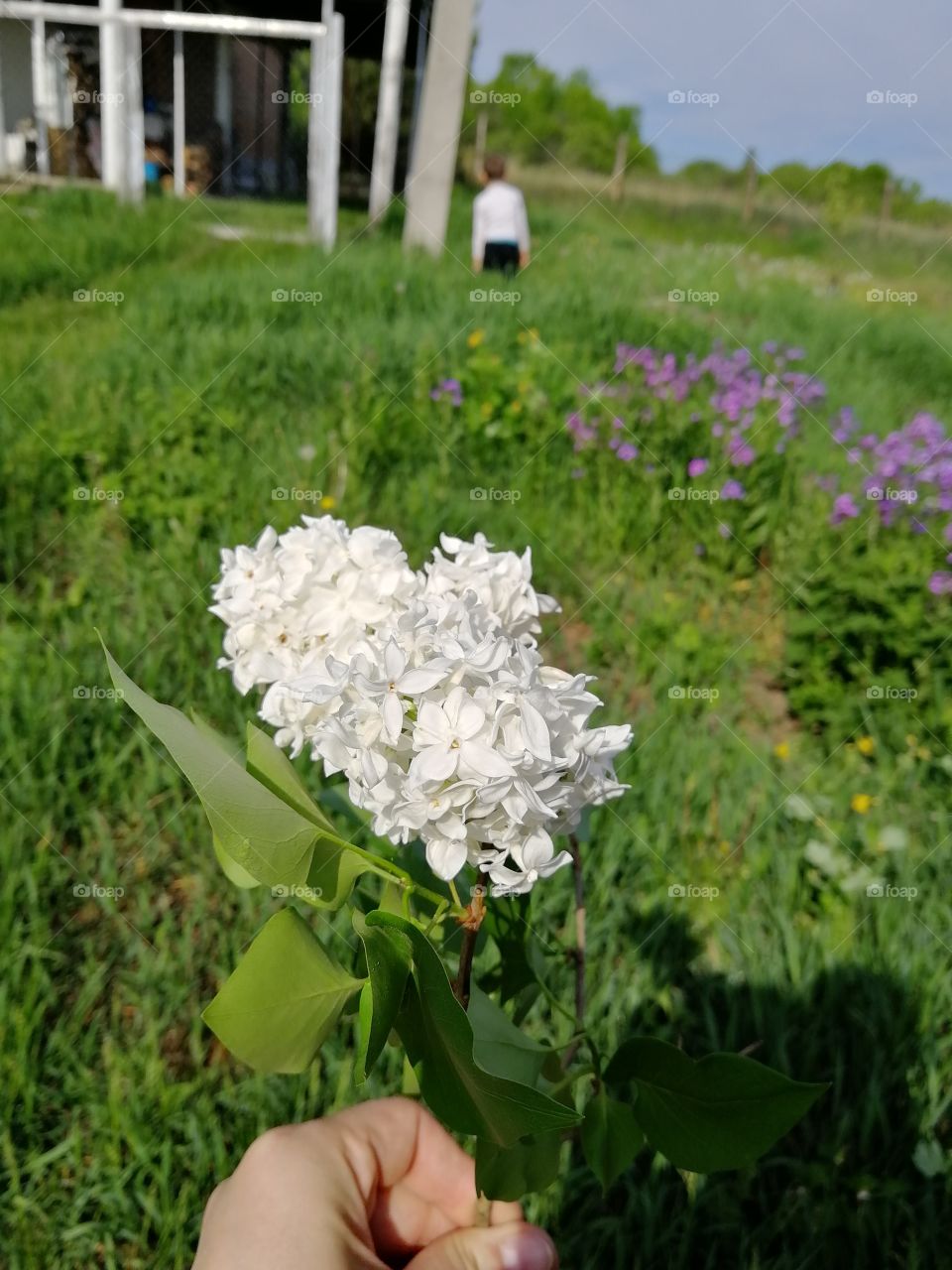 White lilac