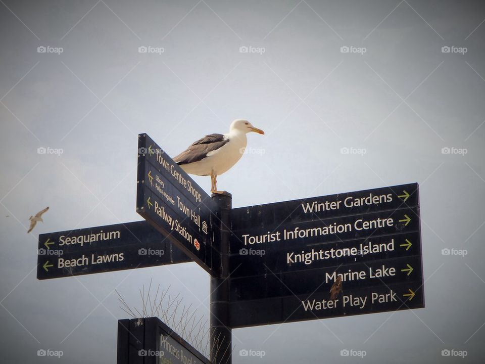 Signpost and seagull 
