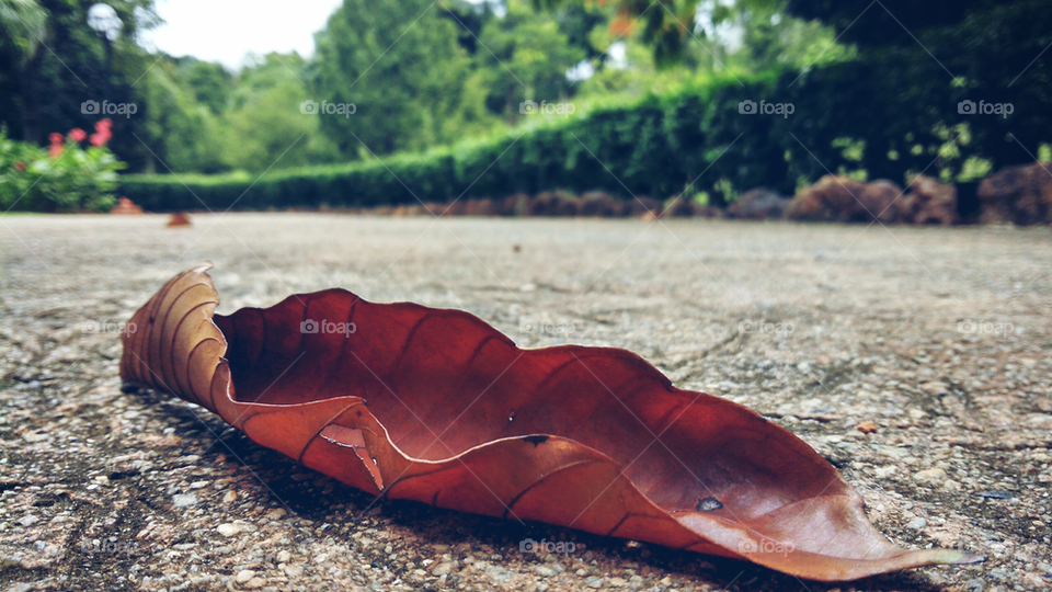 Leaf