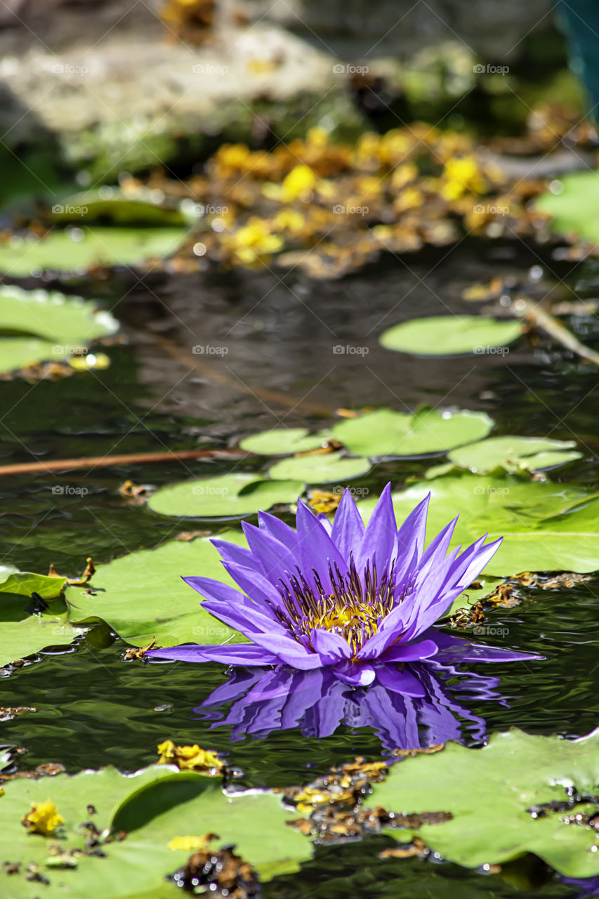 Beautiful Purple lotus and shadow reflected in the water