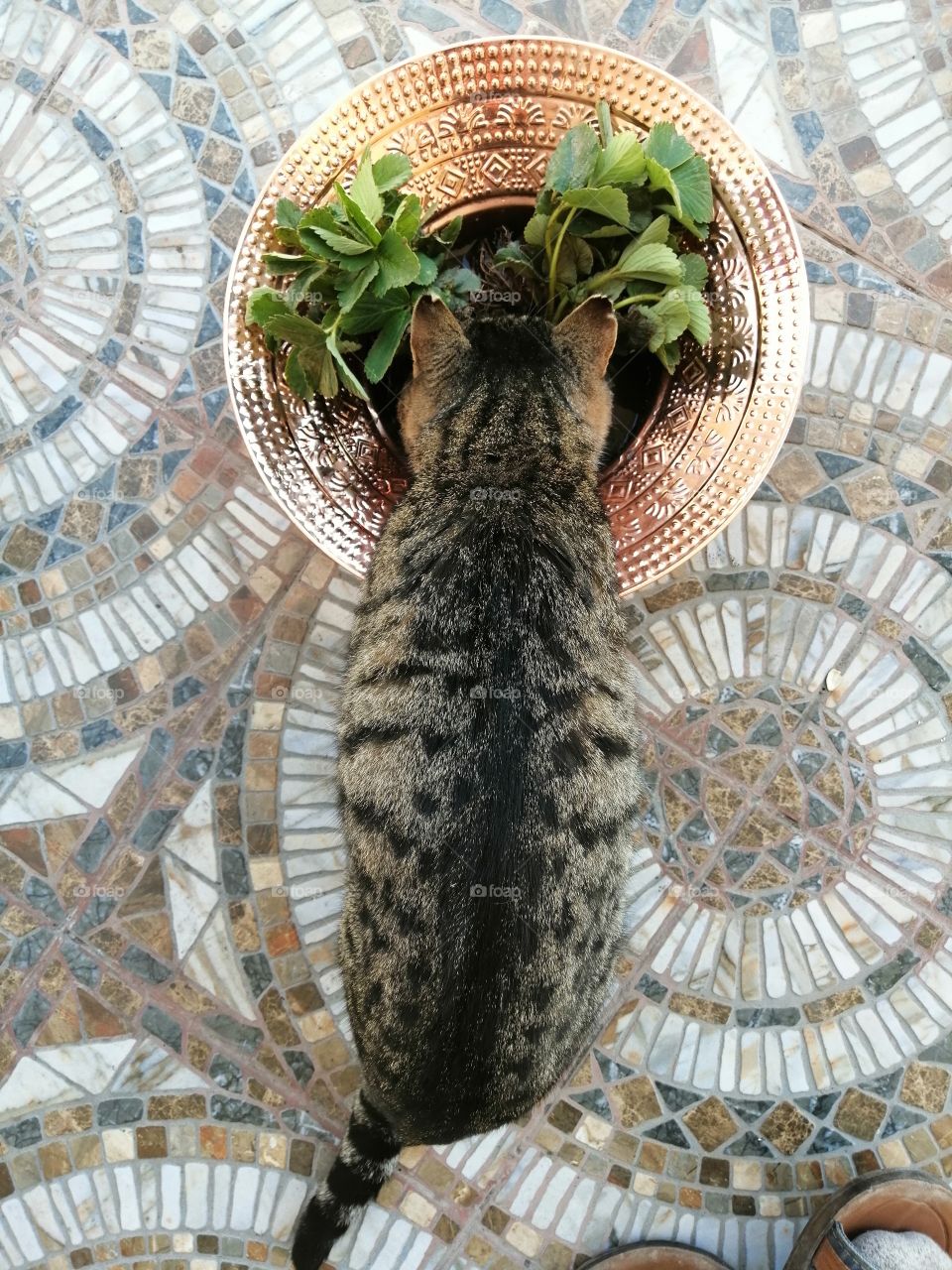 Cat drinks water in summer.