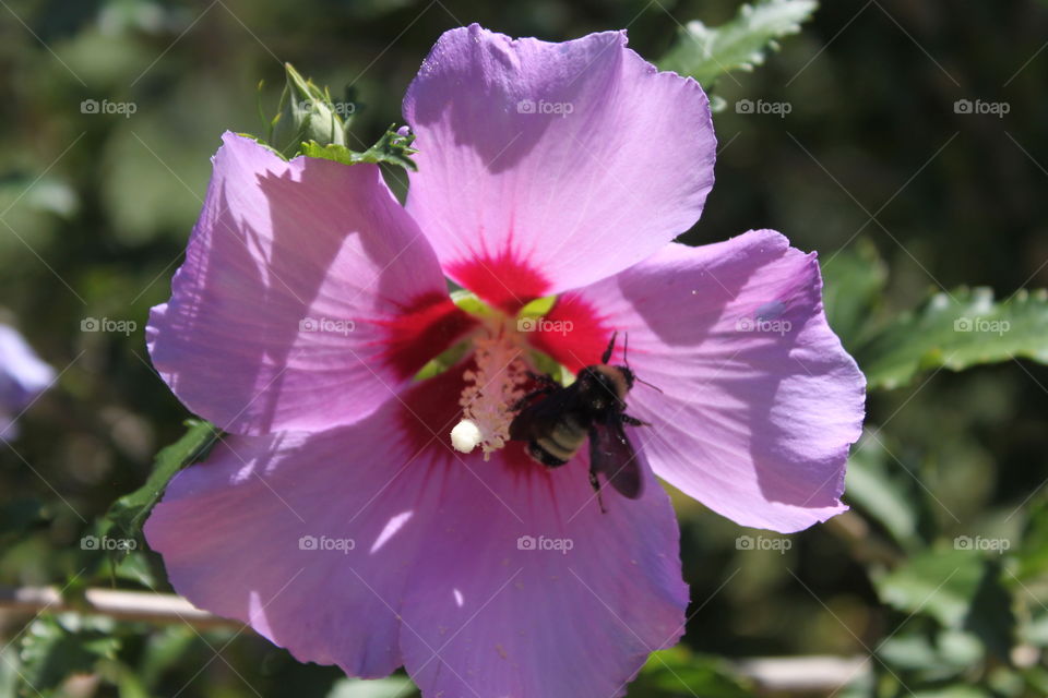 Purple Hibiscus with Bee