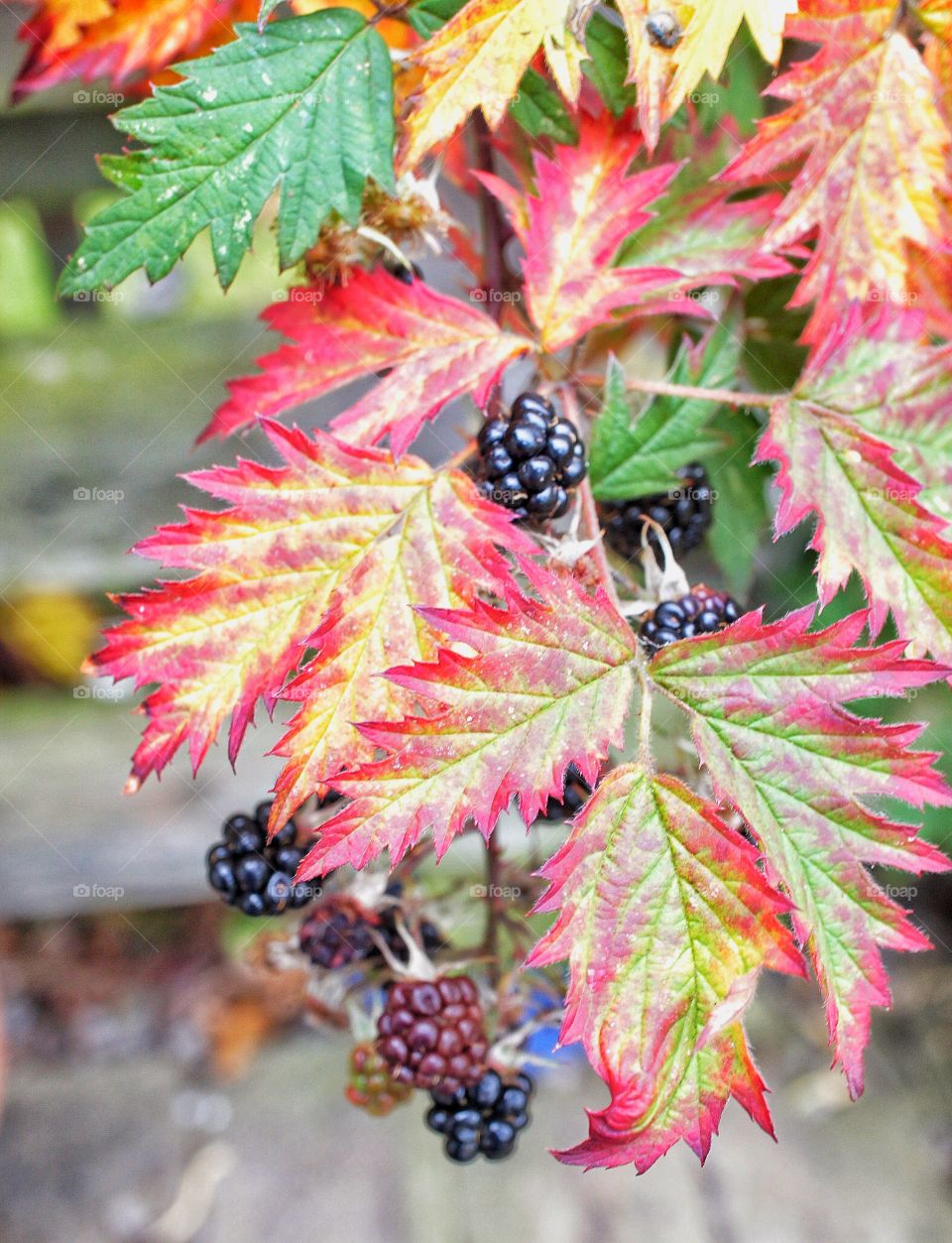 Blackberries in Autumn colors