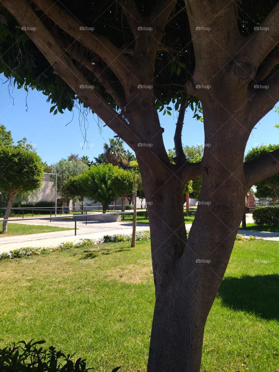 Tree and garden