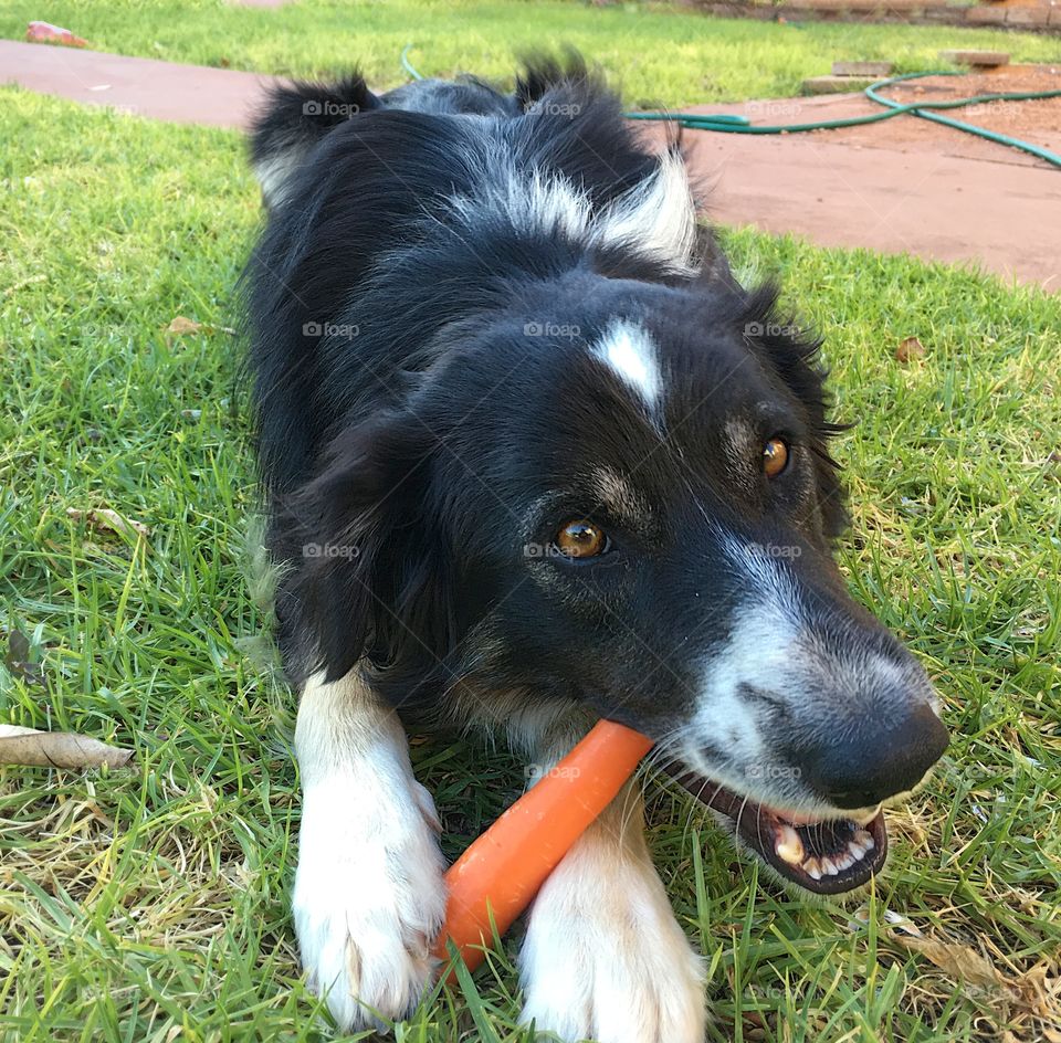 Border collie gnawing on a carrot
