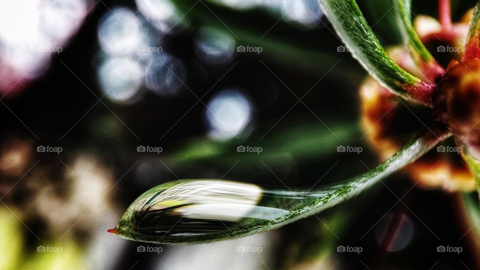 Long droplet on a leaf