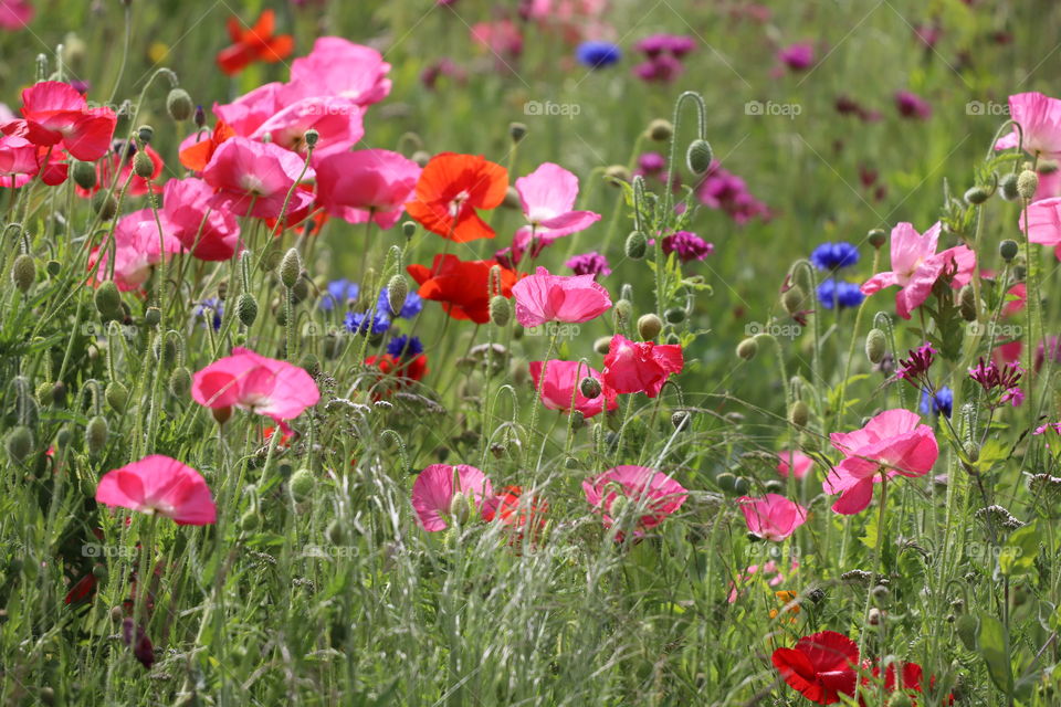 Wildflowers on the green field in summertime 