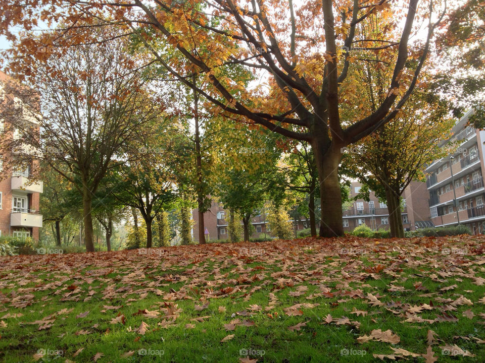 trees leaves autumn mission5 by JanineorJ