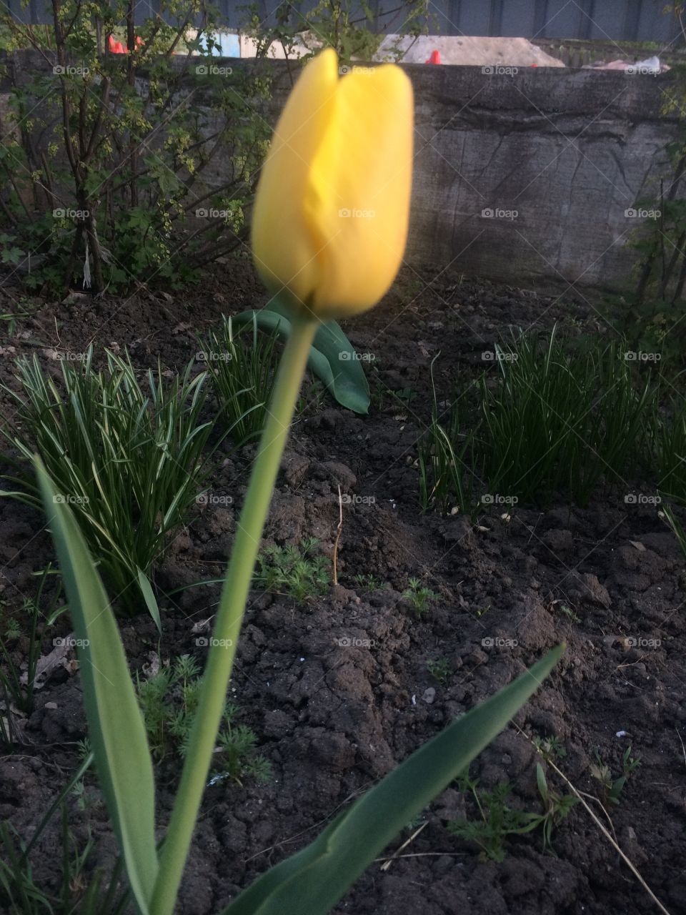 Жёлтый тюльпан