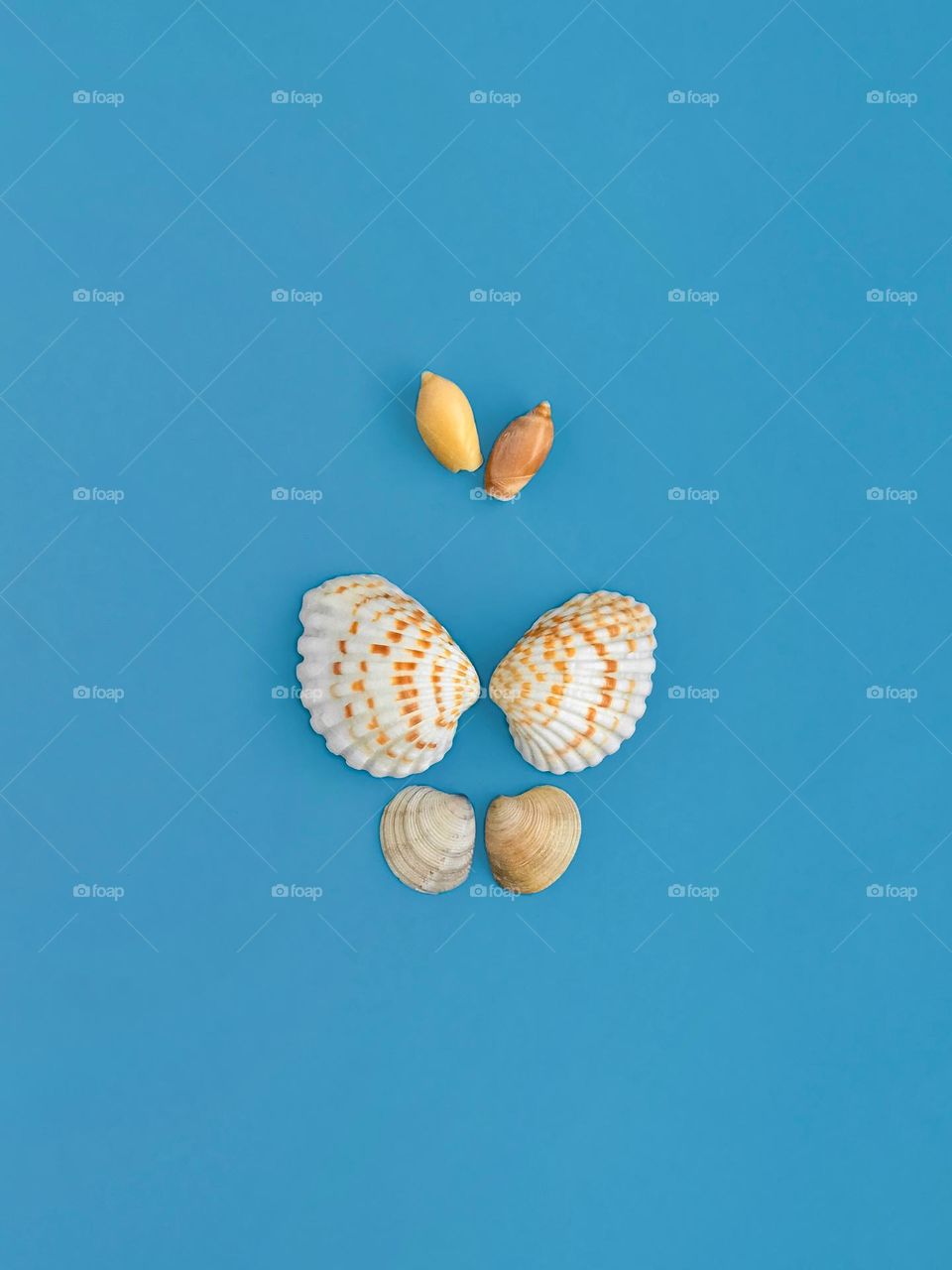 sea shells in the shape of a butterfly, pattern on blue