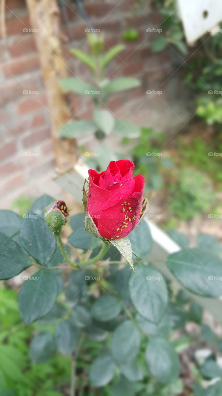 Blood Colour Rose with Aphids
