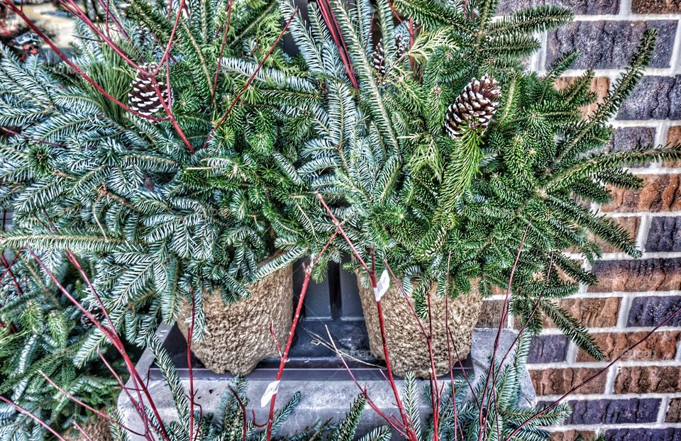 Two potted plants