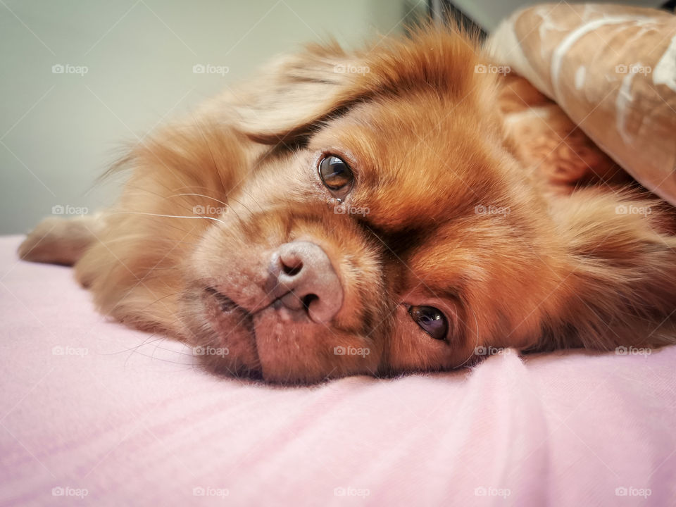 Cute little brown dog called Medo