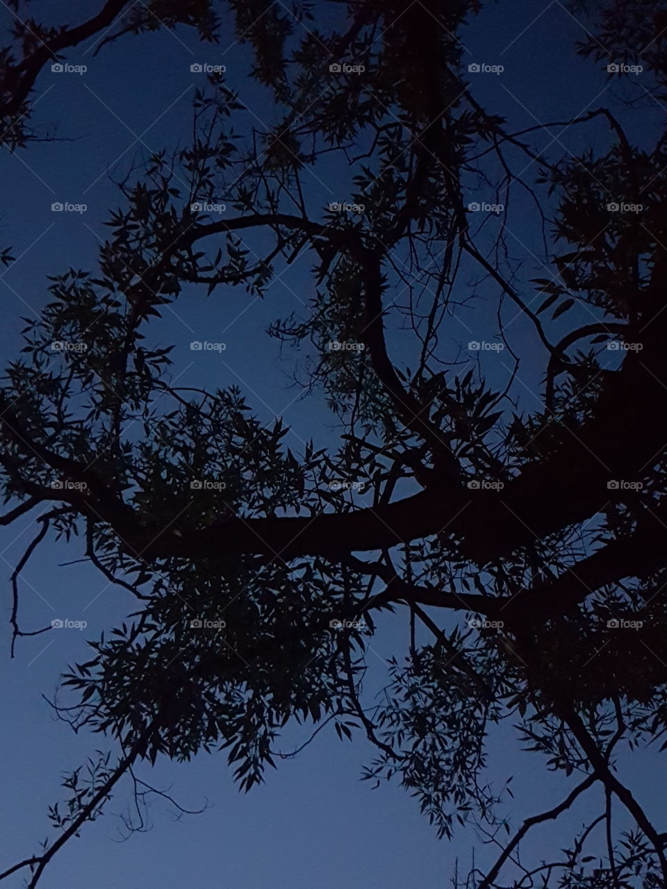 Tree at night 