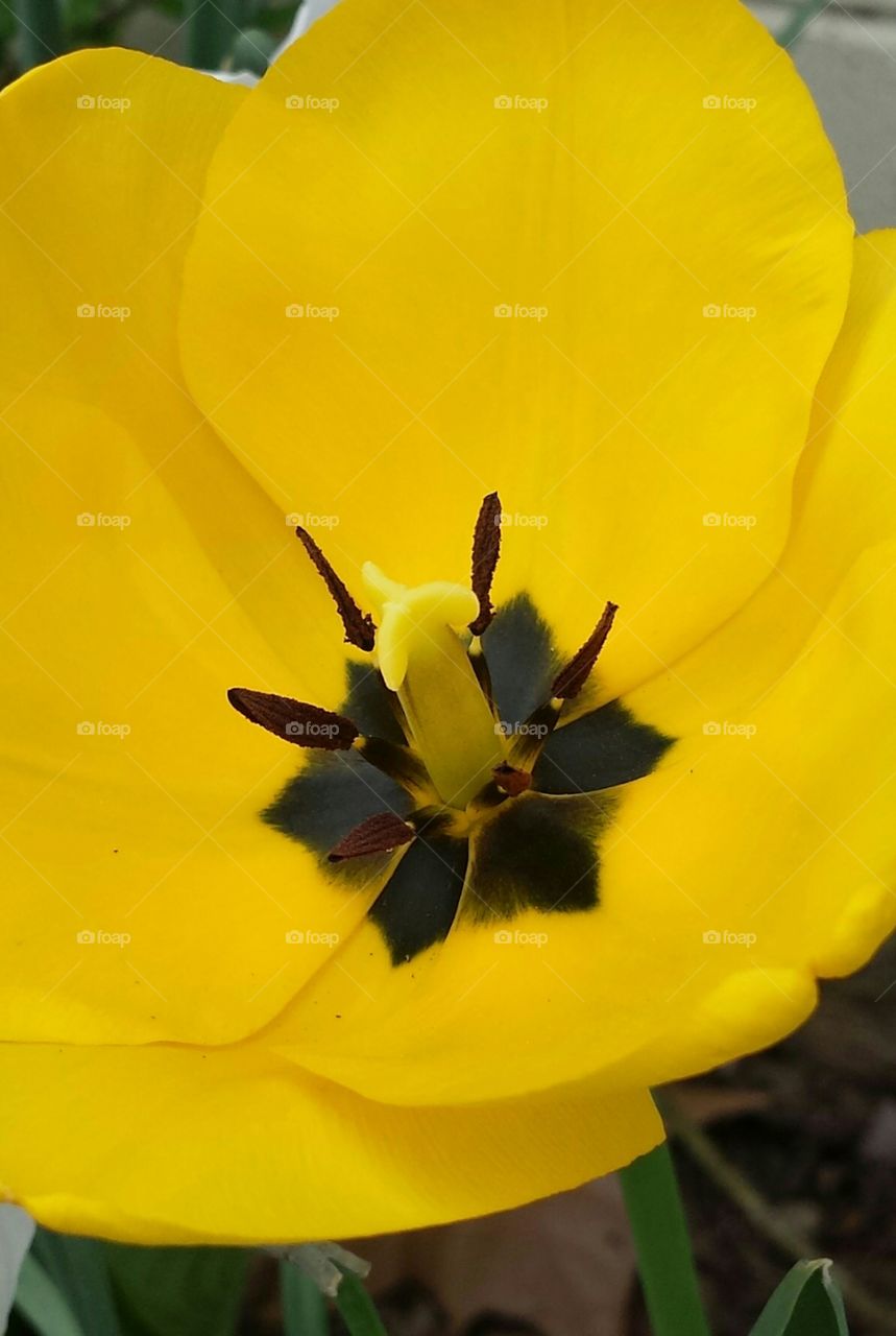 Yellow Tulip
