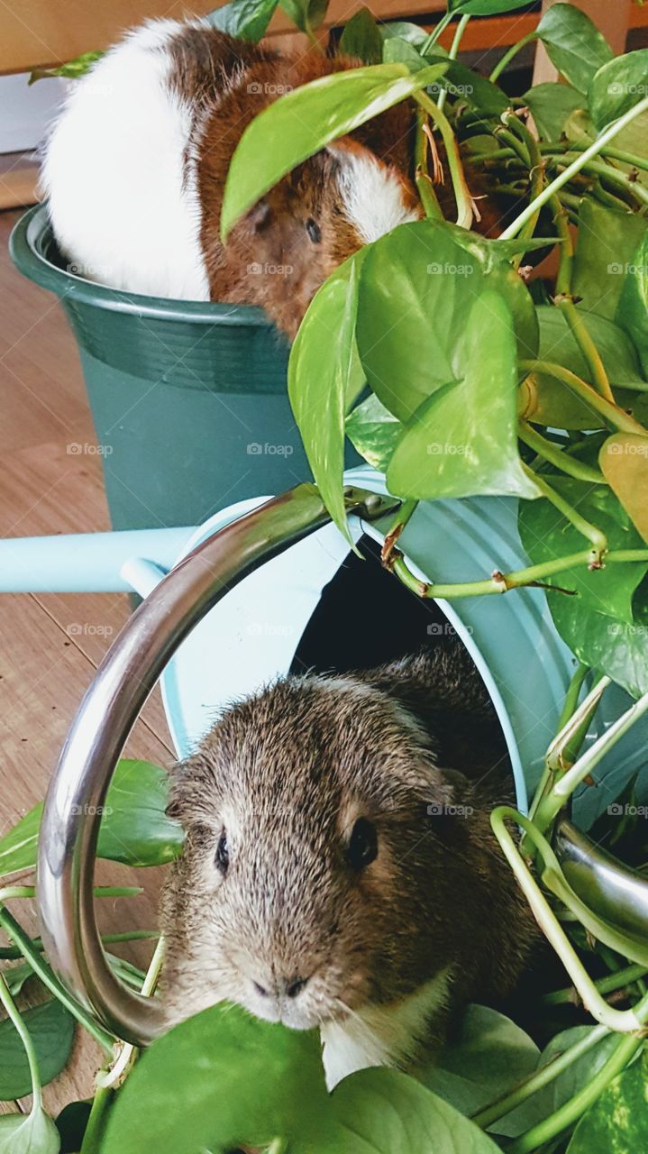 Guinea pigs with watering can