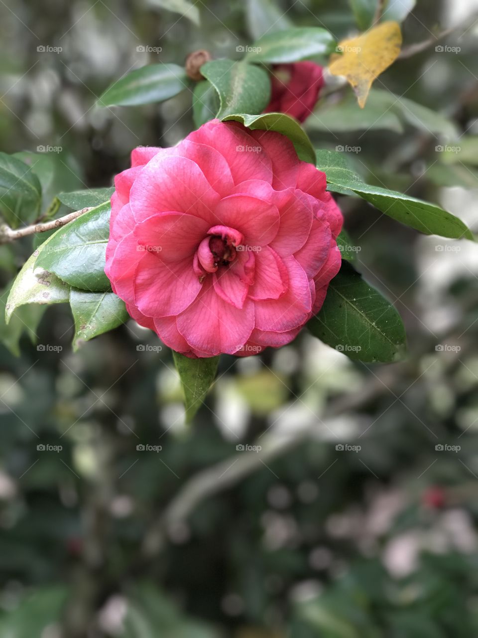 Obsessed with Flowers