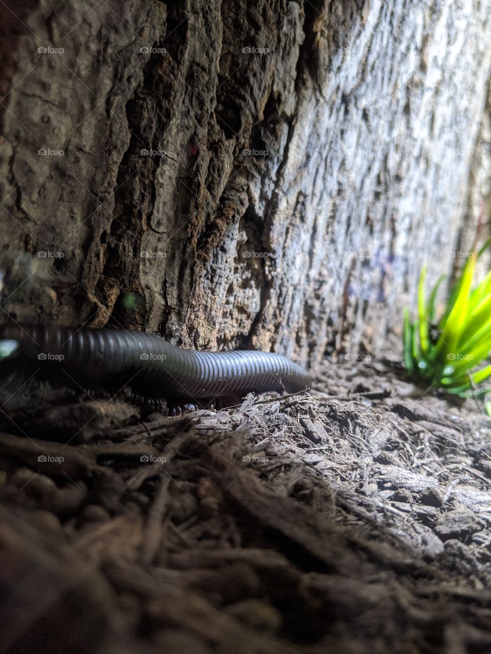 A millipede in a habitat 💜