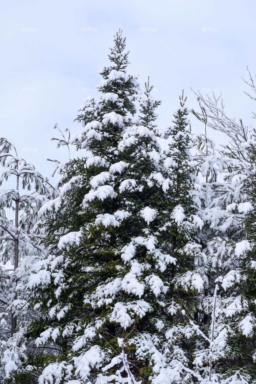 Winter in New England is beautiful 