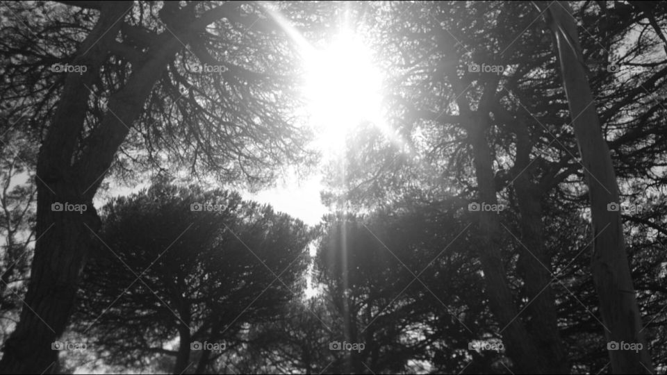 sun and trees