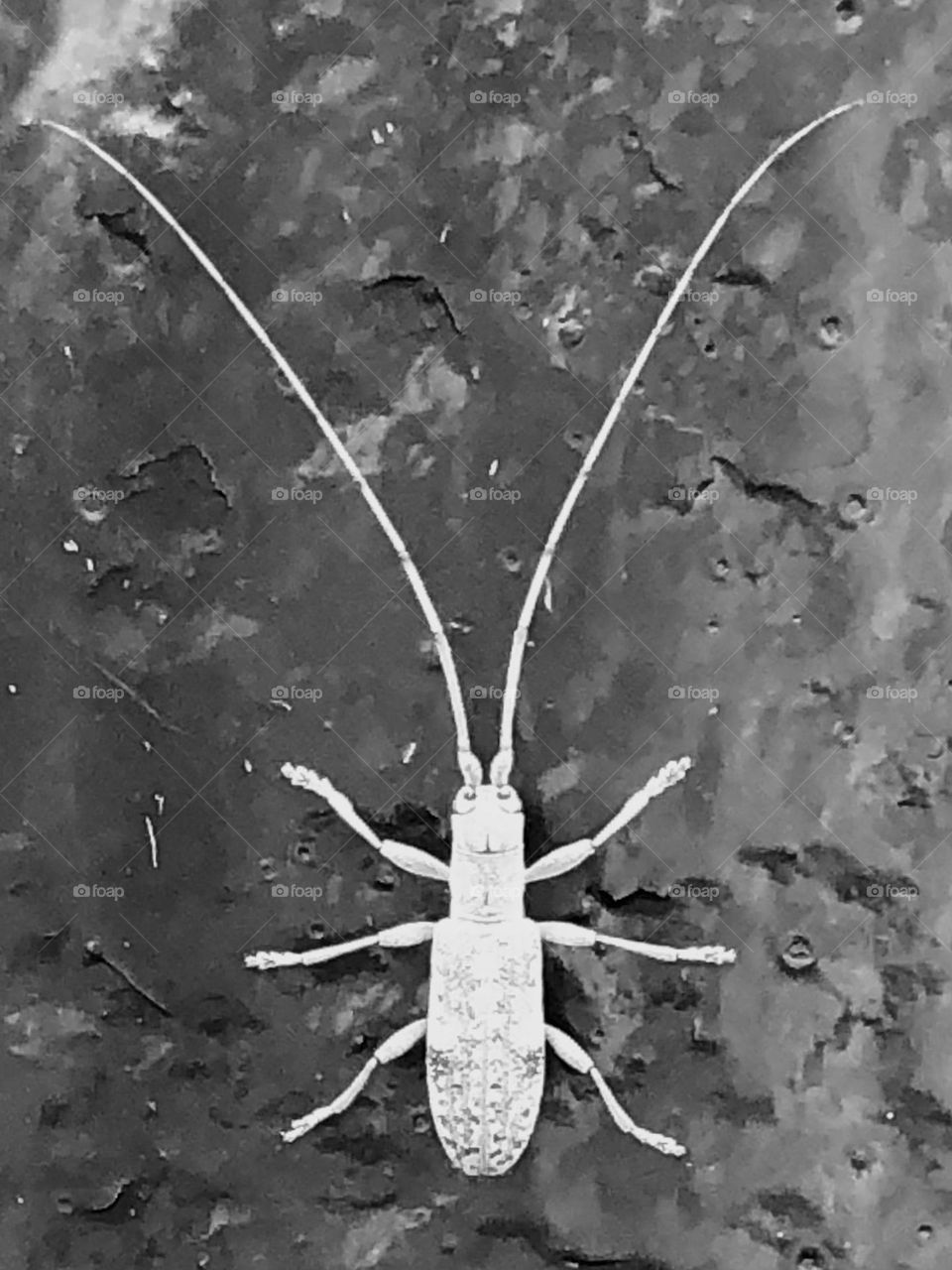 Black and white of a strange little bug on a pole - his antennas are as long as he is!