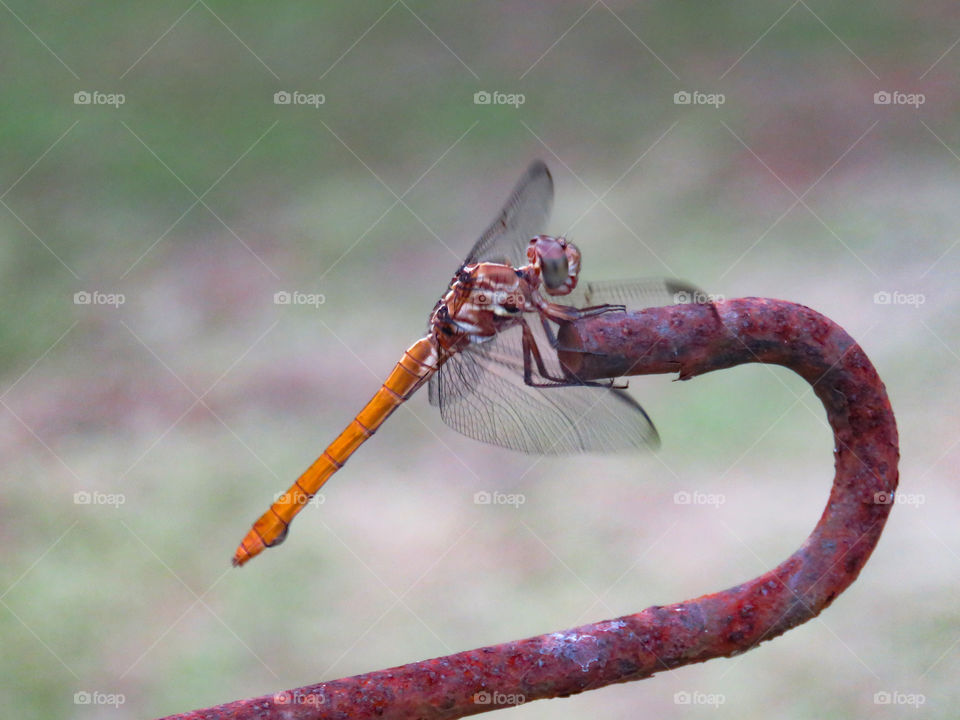 dragonfly