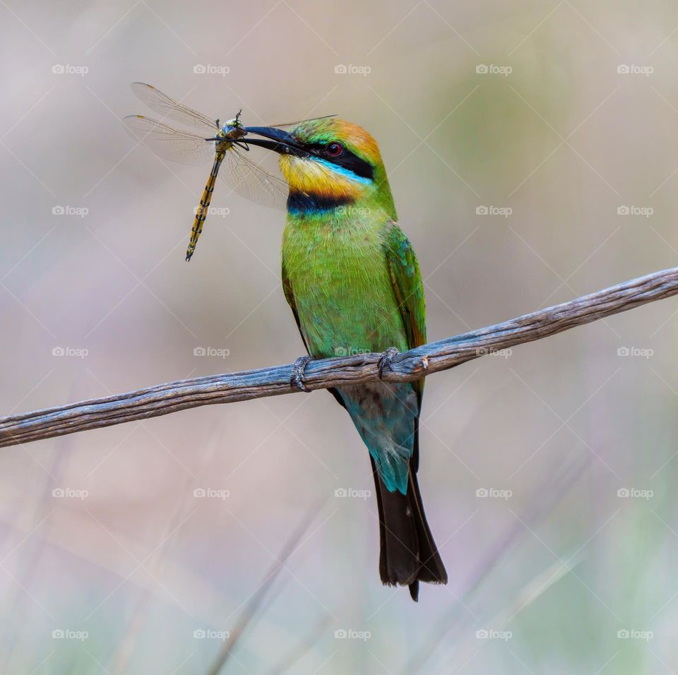 Rather nbow bee-eater and dragonfly