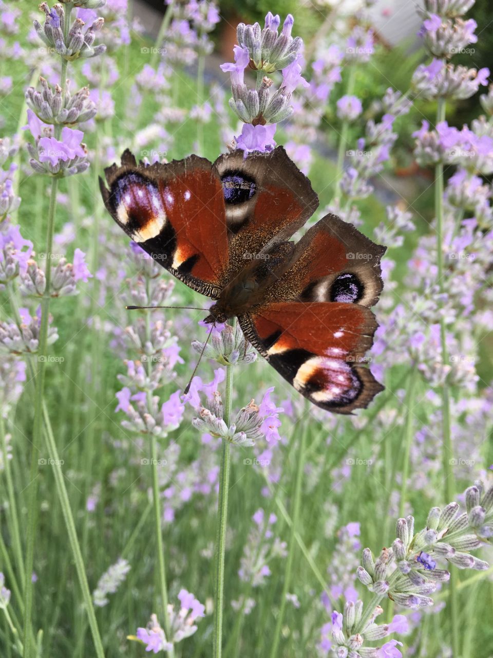 butterfly (IPHONE SE)