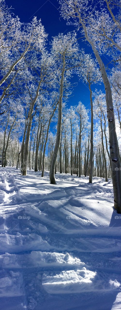 Winter Woods Scene 2