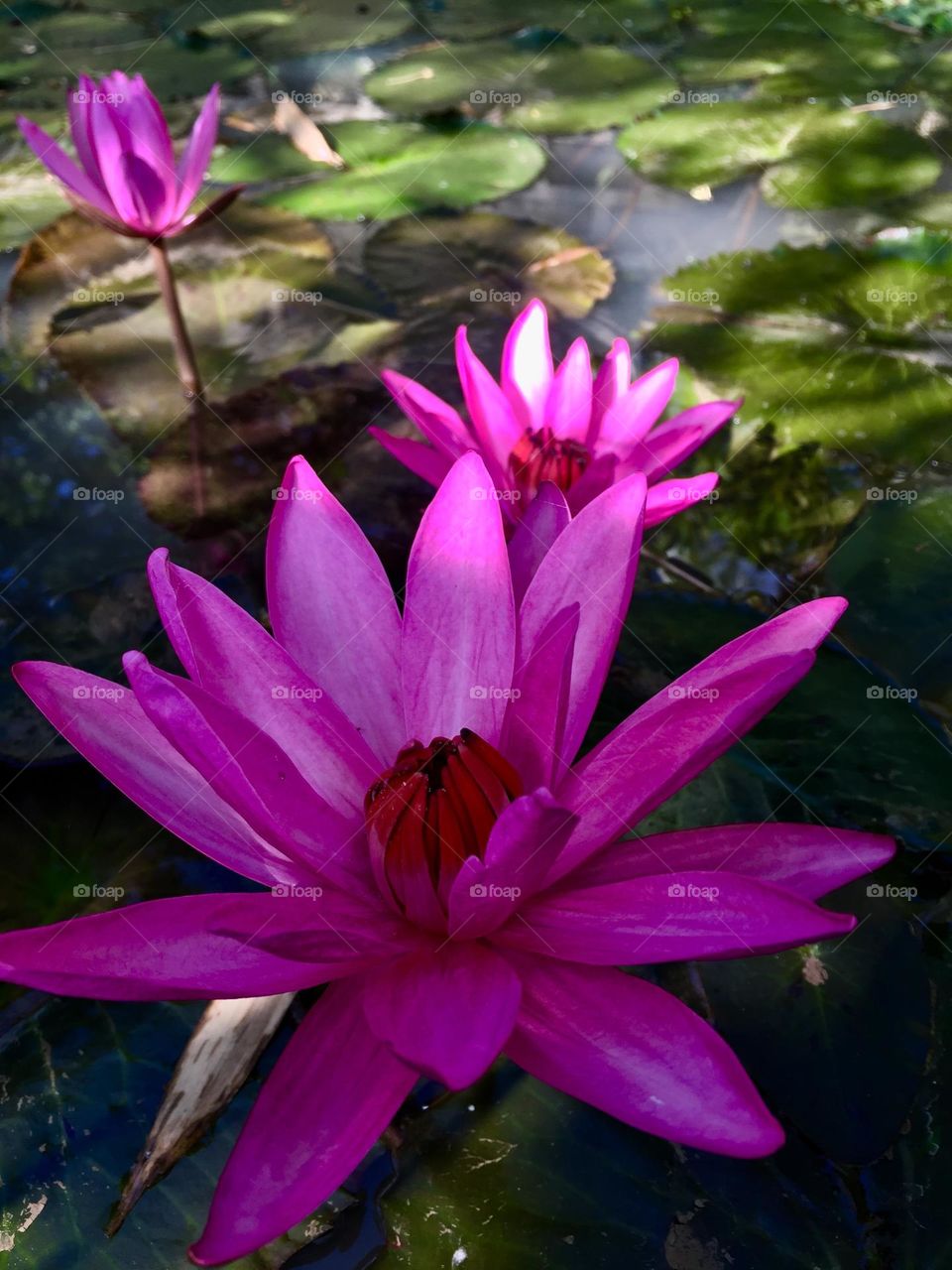 A very stunning new bloom pink water lilies 