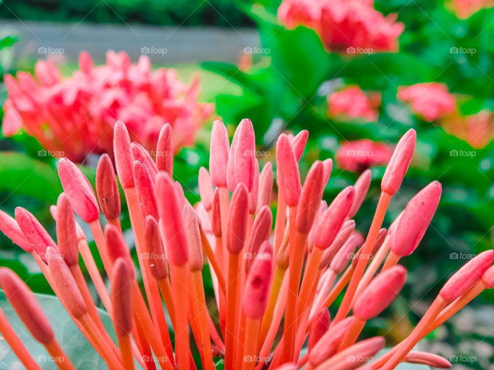 Red spike flower / Ixora flower - This photograph is captured at Garden.The flower looking very beautiful ,colourful and attractive with green blurred background.