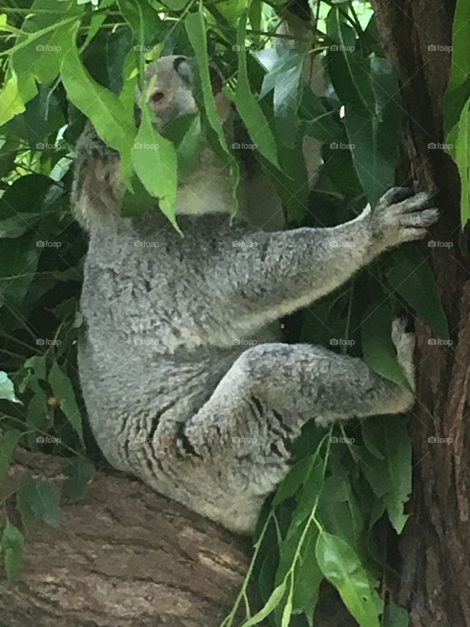 Koala