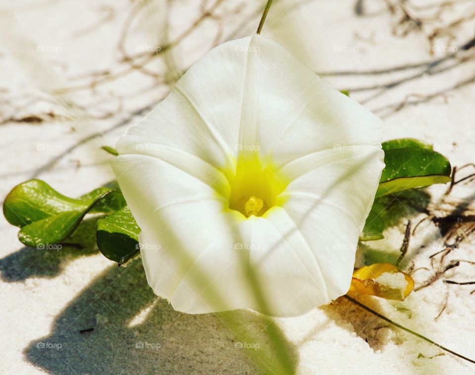 High angle view of a white flower