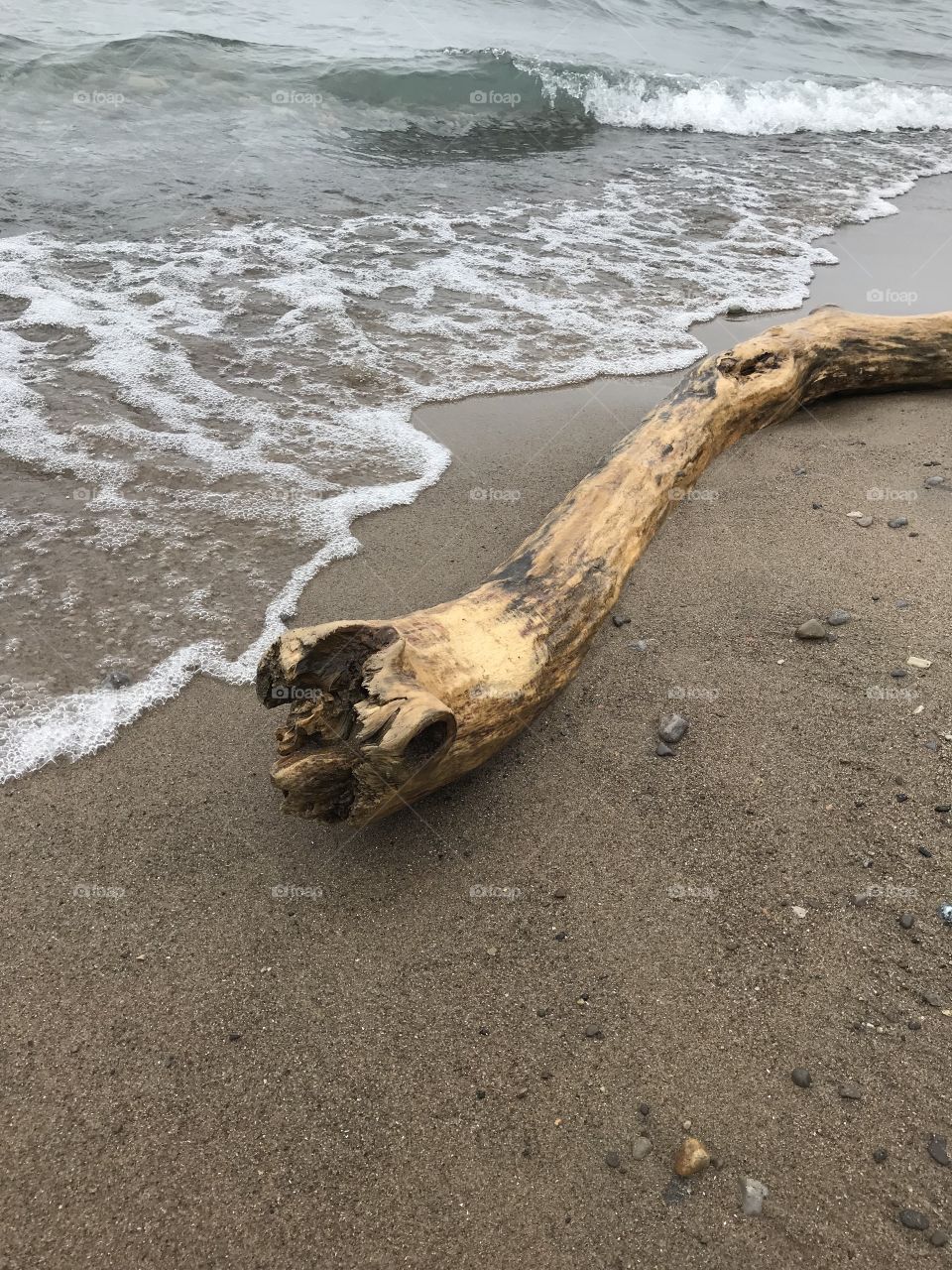 Driftwood at the beach 