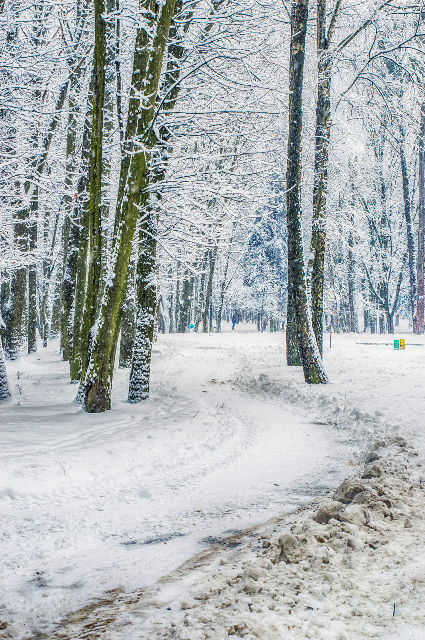 Snowy footpath in forest