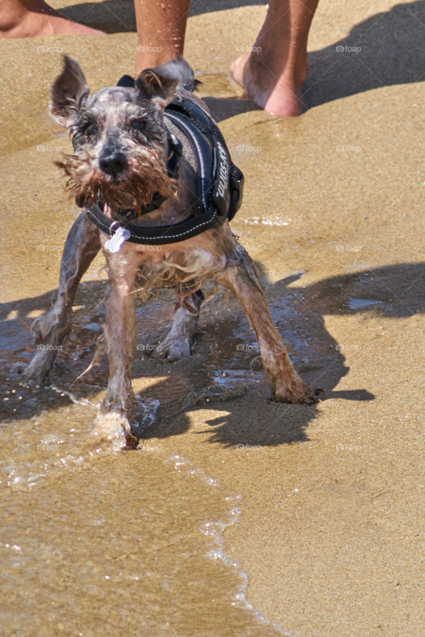 At the beach with a live jacket