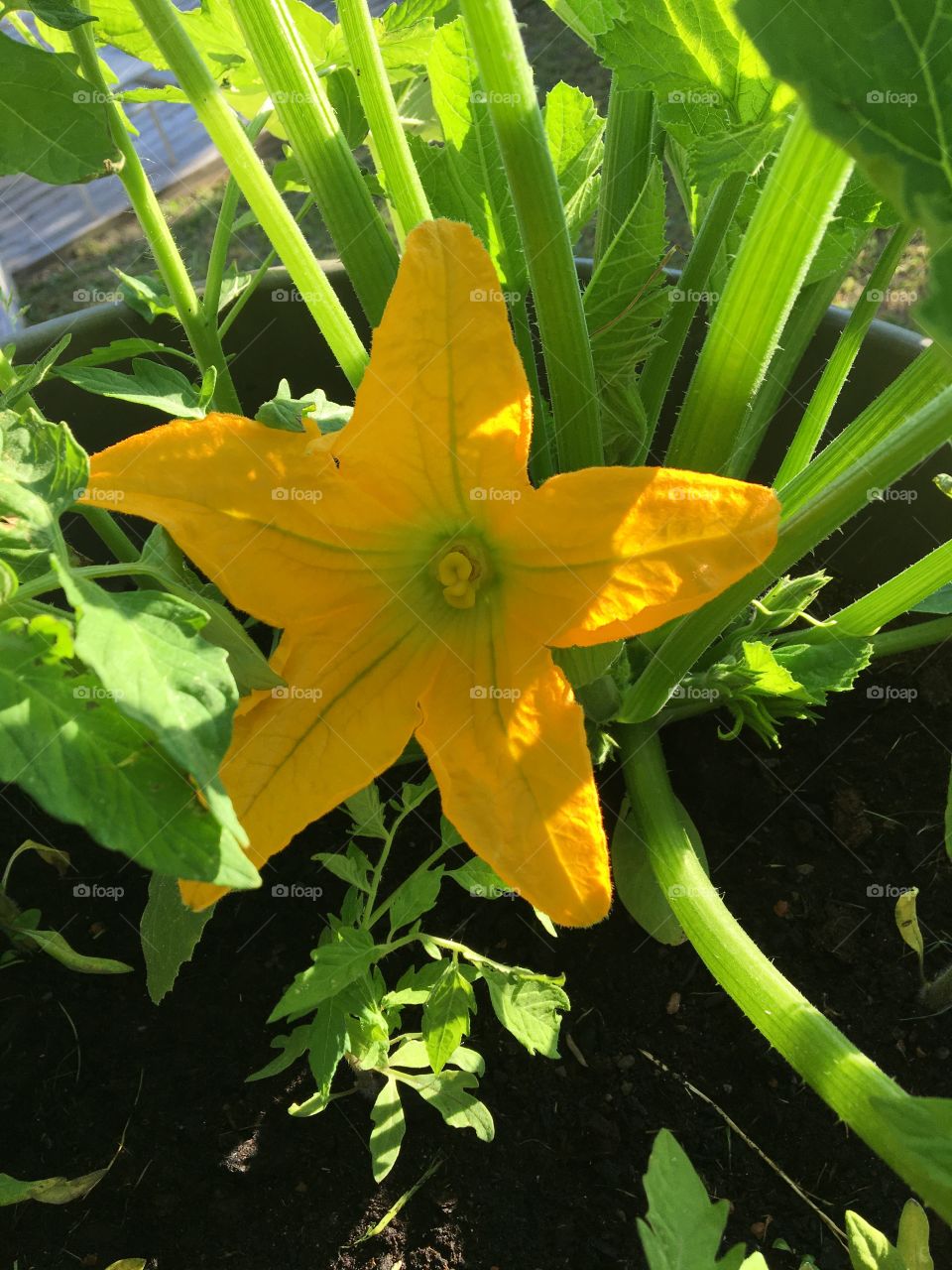 5 petals zucchini flower