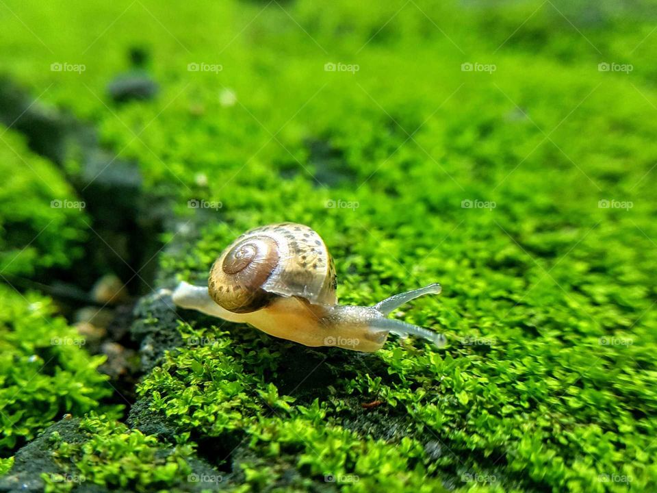 Baby snail on moss green.