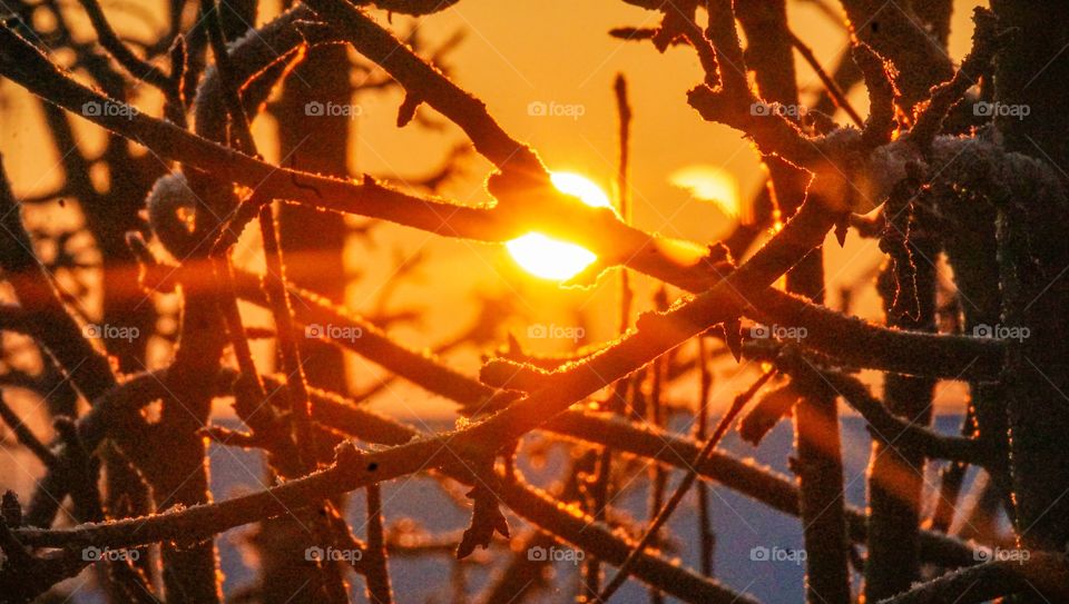Winter sunrise between trees