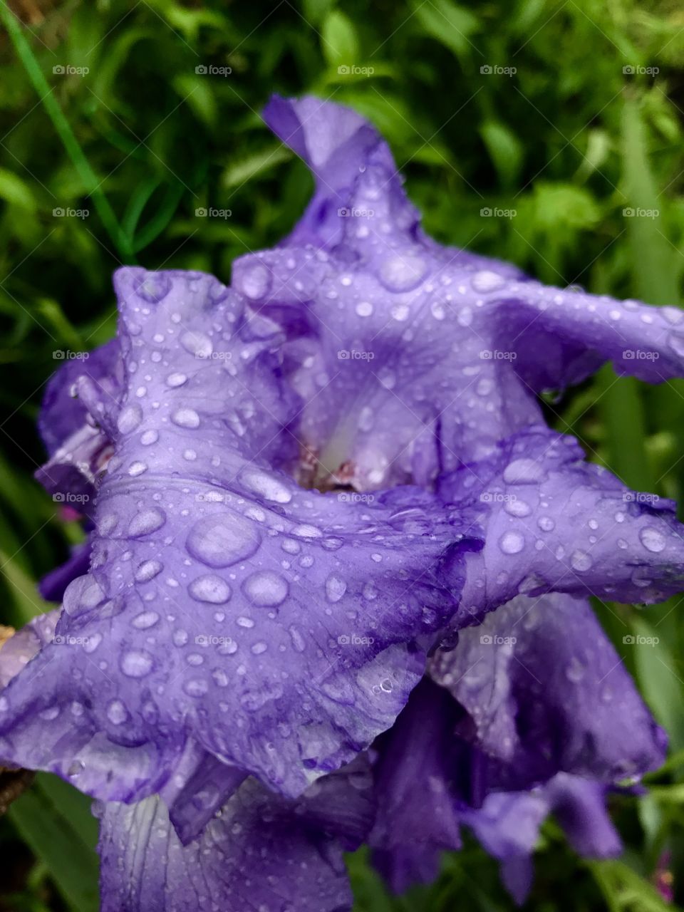 Flower, Nature, Garden, Flora, Leaf