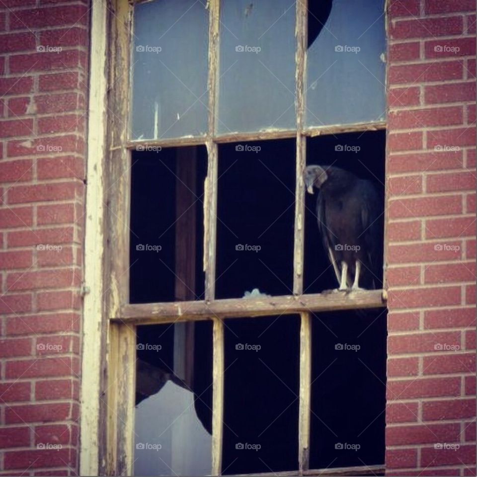 Vulture in an abandon building