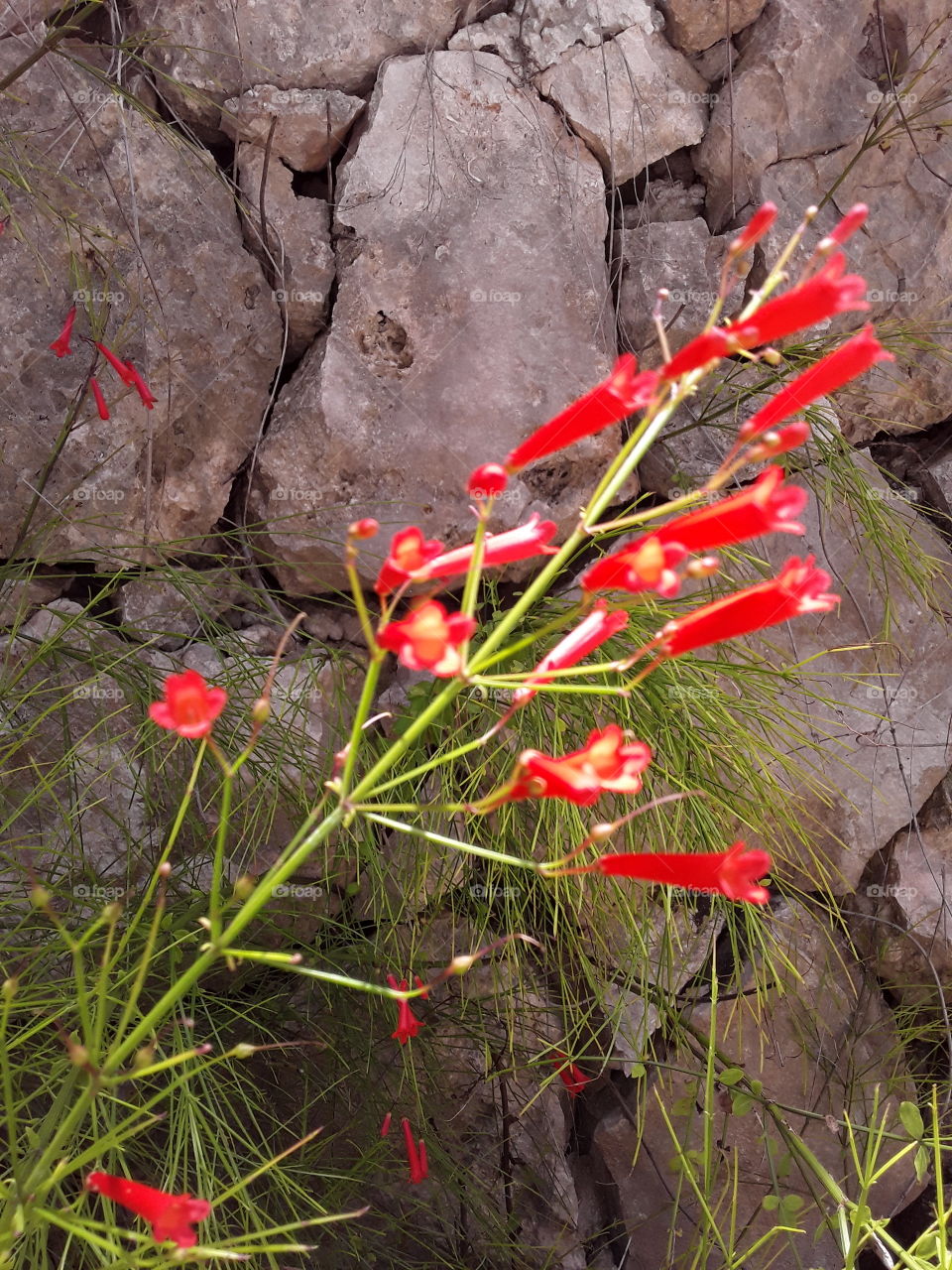 shrub with beautiful red flowers against a stone wall