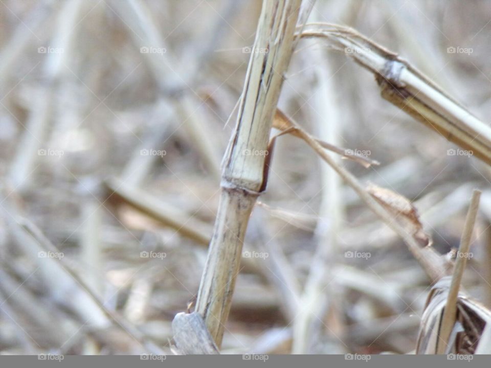 soon to be turned under to feed this year's crop.