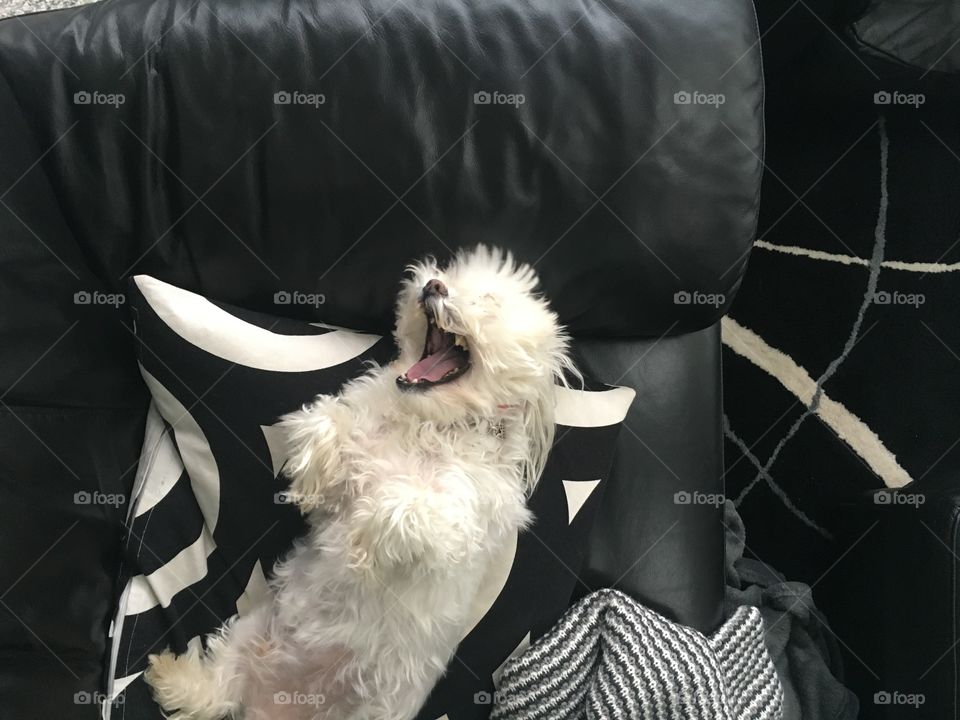 Yawning pup 