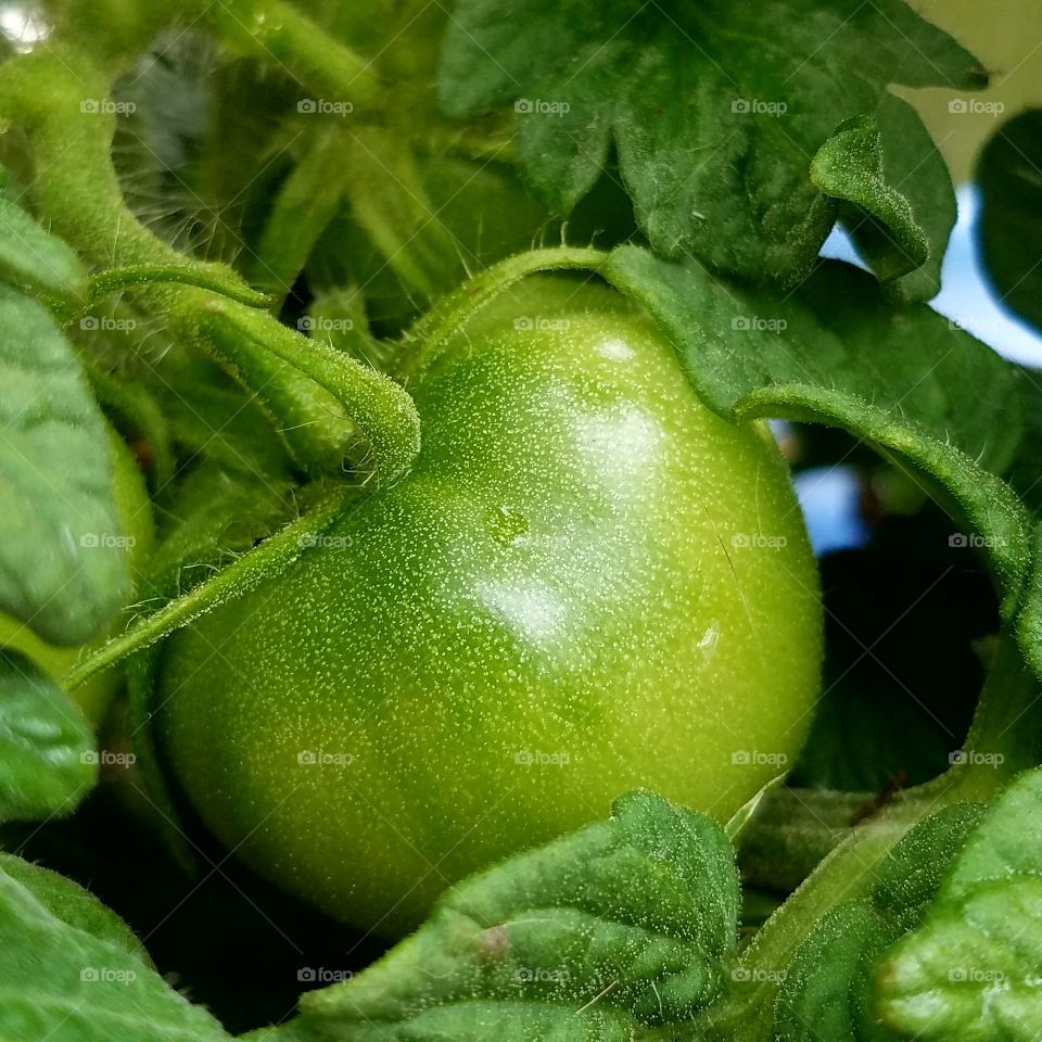 The perfect tomato