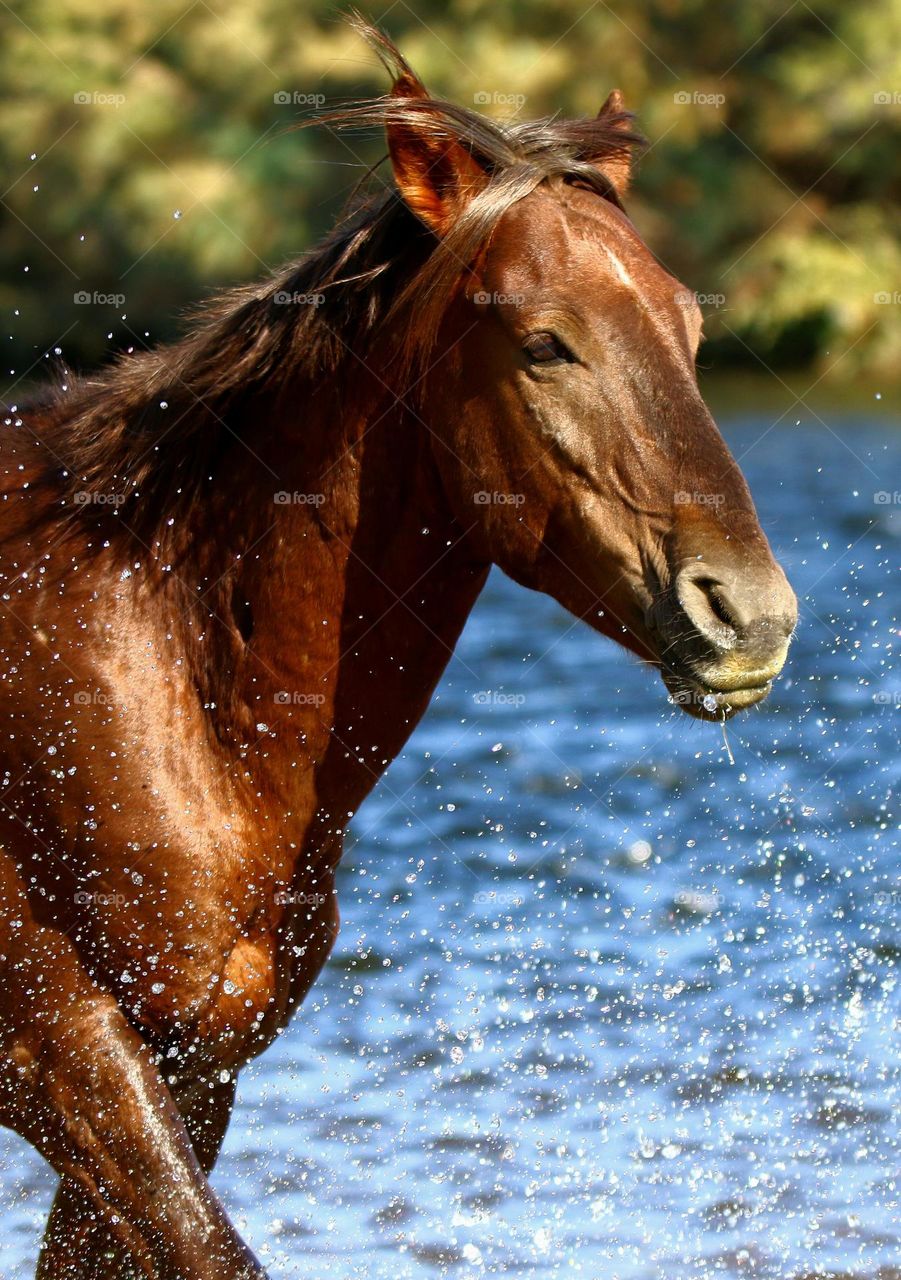 Wild Stallion in the River