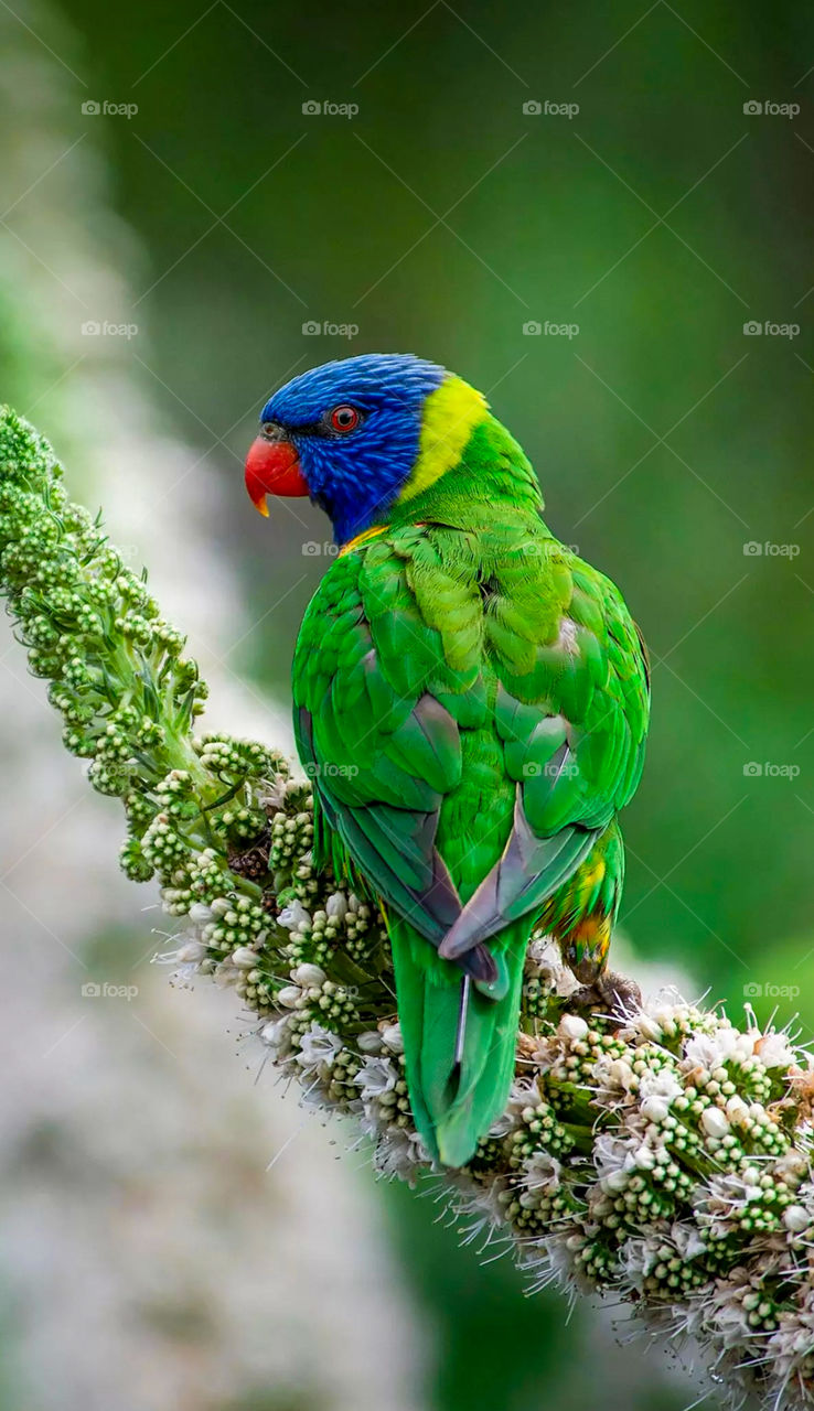 Lorikeet
