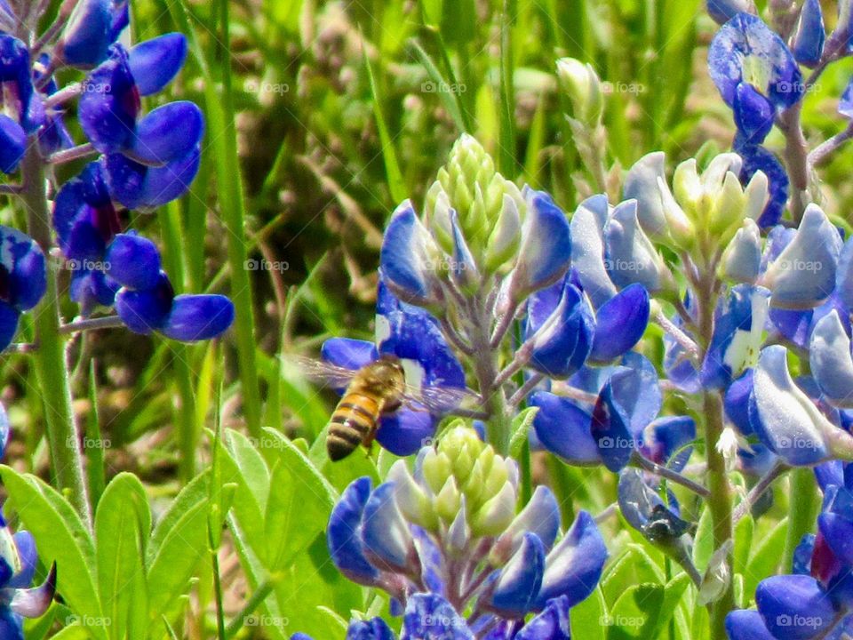 A bee on a colorful Texas bluebonnet