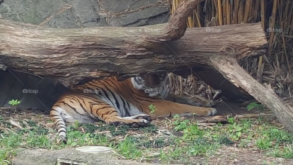 tiger