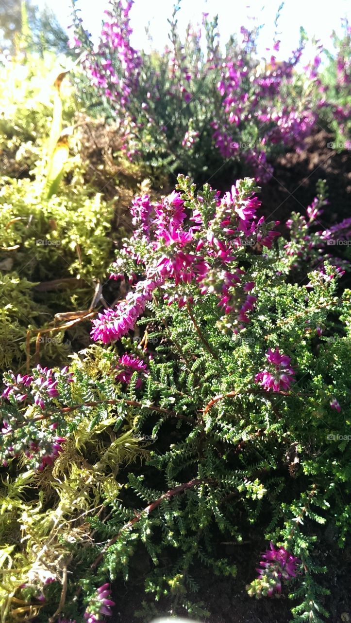 Beautiful color flowers